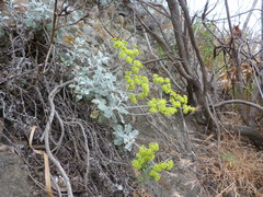 Eriogonum crocatum