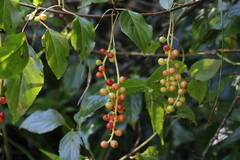 Schisandra arisanensis