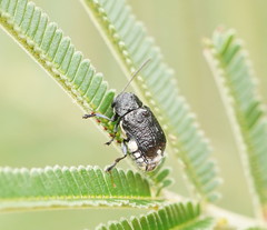 Aporocera scabrosa