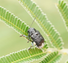 Aporocera scabrosa