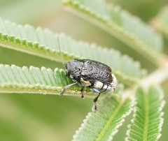 Aporocera scabrosa