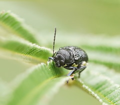 Aporocera scabrosa