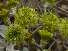 Eriogonum crocatum