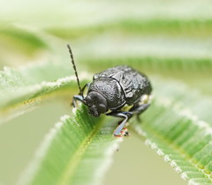 Aporocera scabrosa