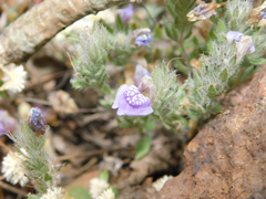 Hygrophila serpyllum