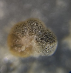 Haplophragmoididae