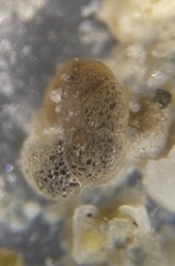Haplophragmoididae