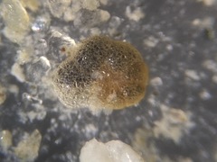 Haplophragmoididae