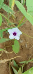 Ipomoea sinensis blepharosepala