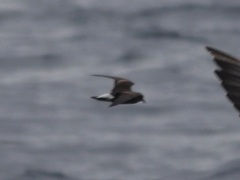 Hydrobates tethys