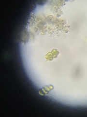 Hydrodictyaceae