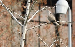 Streptopelia decaocto