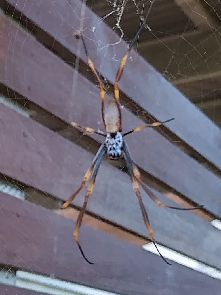 Tiger Spider From Sunshine Coast Qld, Australia On February 28, 2022 At 