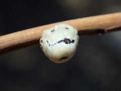 Ceroplastes cirripediformis