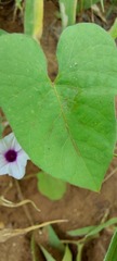 Ipomoea sinensis blepharosepala