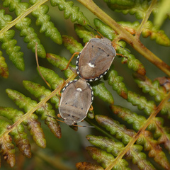 Erachtheus lutulentus