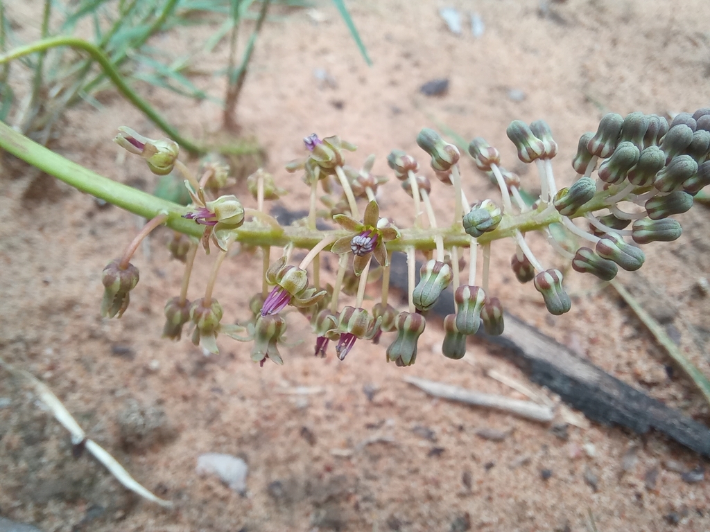 Ledebouria inquinata, Lephalale Local Municipality, South Africa