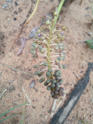 Ledebouria inquinata