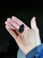 Hydrophilus pistaceus