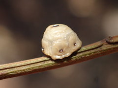 Ceroplastes cirripediformis