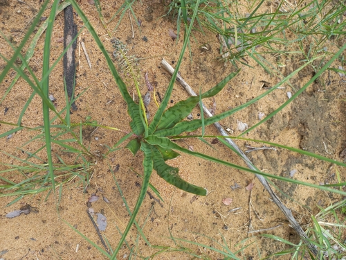 Ledebouria inquinata