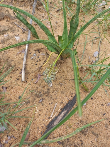 Ledebouria inquinata