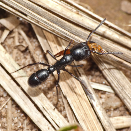 Ringbum Millipede Muncher Ant photo 3