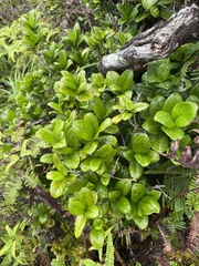 Kadua munroi