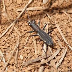 Dromica pseudocoarctata