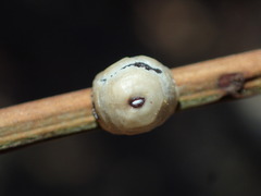 Ceroplastes cirripediformis