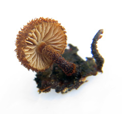 Phaeomarasmius