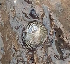 Siphonaria pectinata