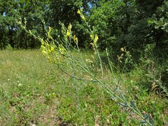 Linaria genistifolia