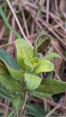 Puccinia monoica