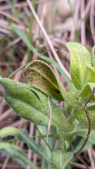 Puccinia monoica