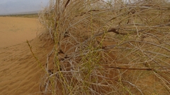Haloxylon persicum