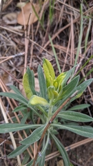 Puccinia monoica
