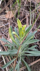 Puccinia monoica