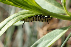 Danaus plexippus