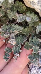 Myriopteris parryi image