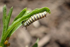 Danaus plexippus