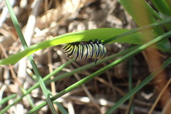 Danaus plexippus