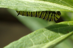 Danaus plexippus