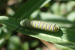 Danaus plexippus