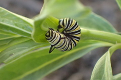 Danaus plexippus