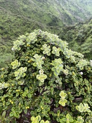 Metrosideros rugosa