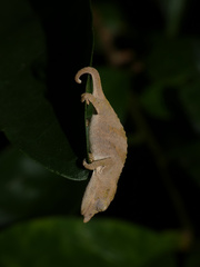 Rhampholeon marshalli
