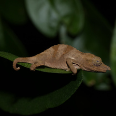 Rhampholeon marshalli
