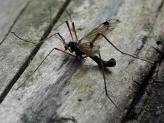 Tanyptera atrata