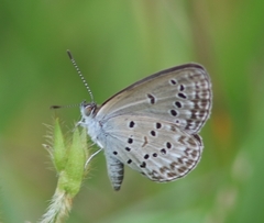 Zizina otis antanossa